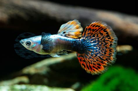 Guppy Mann Dumbo Red Dragon Poecilia Reticulata Eleph Ear Red Dragon