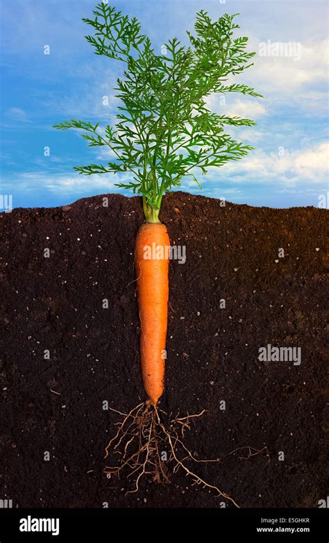 Side View Closeup Of Carrot With The Roots In The Ground And Sky