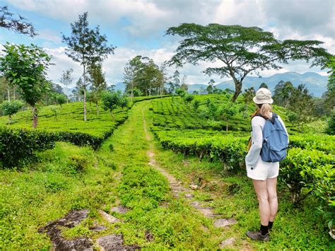 Eco-Friendly Travel In Sri Lanka: Explore The Paradise Sustainably