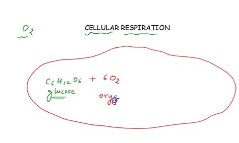 SOLVED: Aerobic Respiration Equation Balancing Drag the missing components of the general ...