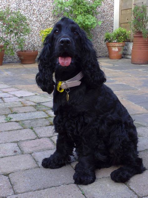 120 Best Black English Cocker Spaniels Working Class Ideas English