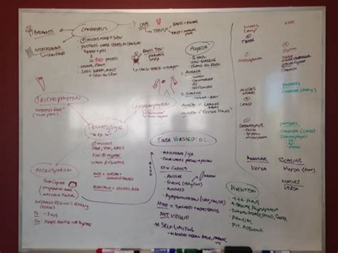 GNMD Skin Disorders Whiteboards Flashcards Quizlet