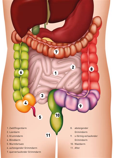 Der Darm Organ Der Superlative Medizin And Menschen