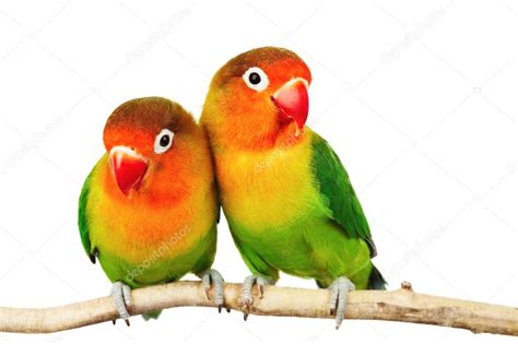 Pair Of Lovebirds Stock Photo By ©muha04 4964739