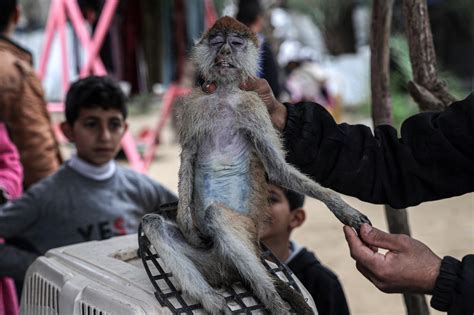 Animals go hungry at war-torn Gaza zoo