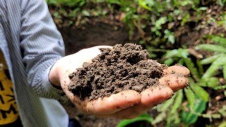 Solo da Amazônia aumenta o crescimento de árvores em até 6 vezes