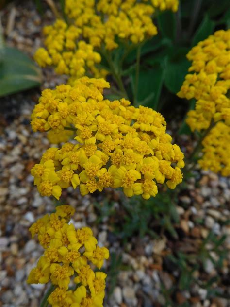 Achillea Tomentosa Aurea The Beth Chatto Gardens