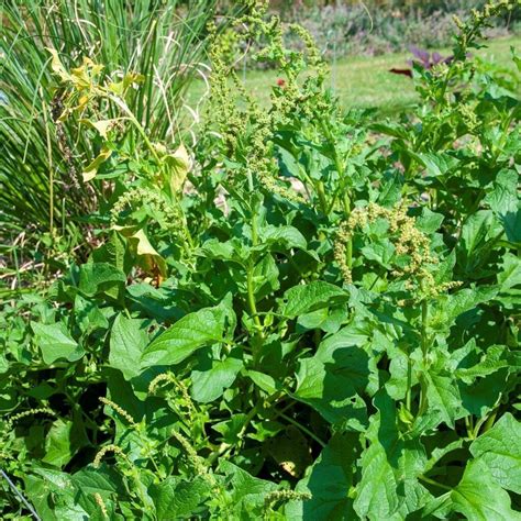 Au Jardin Voici Quinze L Gumes Planter Pour Un Potager Durable Et