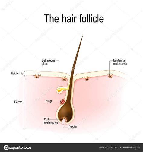 Hair Follicle Human Anatomy — Stock Vector © Edesignua 171827736