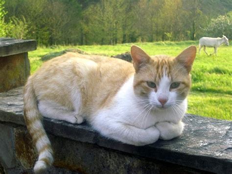 La Llave de los Campos Gato dócil Un poema de Pound