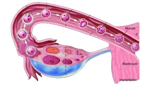 Fertilisation And Implantation Flashcards Quizlet