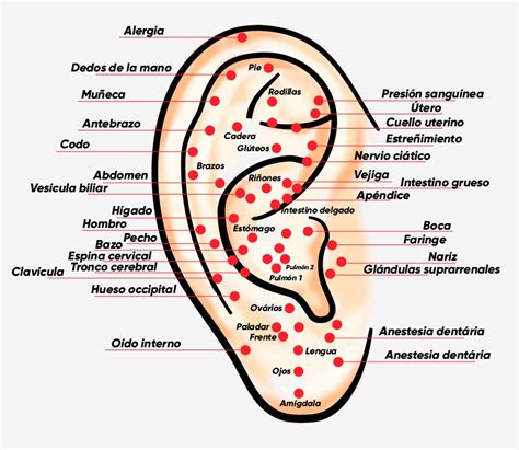 Auriculoterapia El Mapa Auricular Y Los Beneficios De La Terapia ELAESI