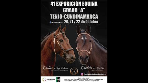 Exposici N Equina Acopasos Grado A Tenjo Cundinamarca Youtube