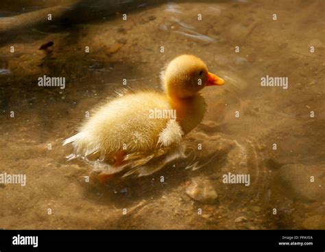 Yellow duckling swimming hi-res stock photography and images - Alamy