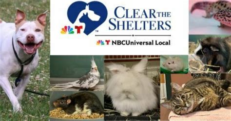 Dane County Humane Society Dchs Hosts Clear The Shelters 2023