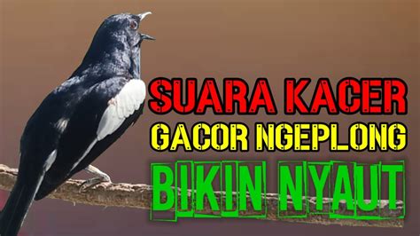 Terapi Dasar Kacer Ngeplong Malam Hari Bikin Kacer Bahan Lekas Nyaut