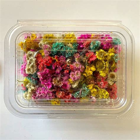 Himalayan Daisy Dried Flower Box – SATYAM STATIONERS