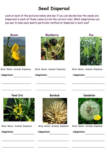 Activity Sheets On Seed Dispersal By Fairykitty Teaching Resources Tes