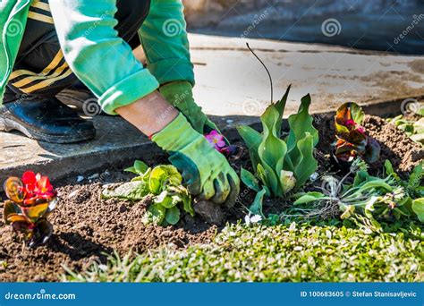 Mujer Que Planta Las Flores Imagen De Archivo Imagen De Gente