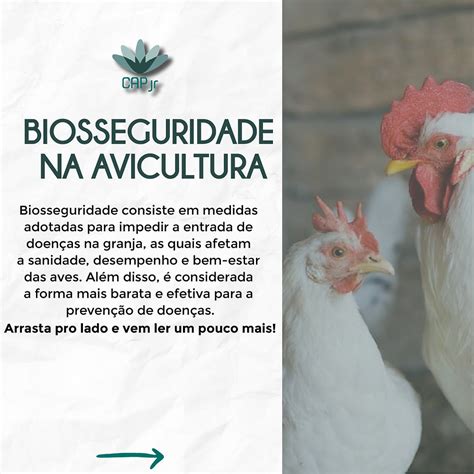 Biosseguridade Na Avicultura