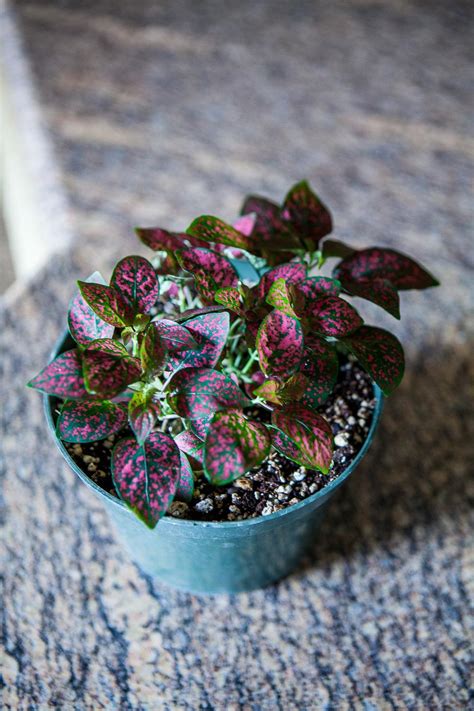 Polka Dot Plant Hypoestes Phyllostachya Confetti Pink Garden Org