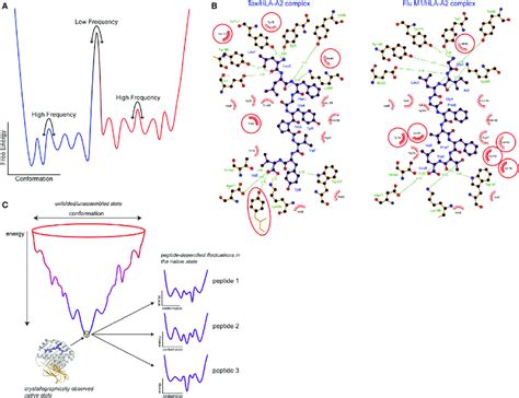 Free Energy Landscapes And Peptide Tuning Of The Class I MHC MHC I