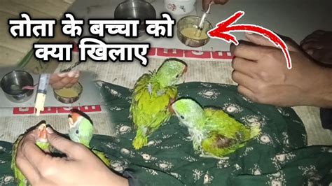 Parrots Ke Baby Ko Kya Khilaye तोता के बच्चा को क्या खिलाए Parrots