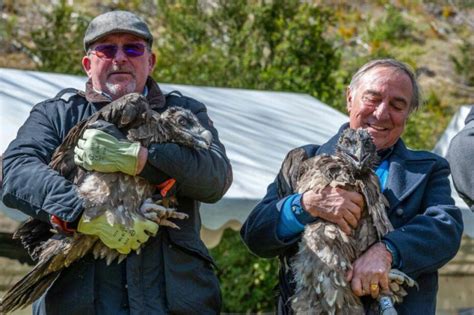 Bearded Vulture - Vulture Conservation Foundation