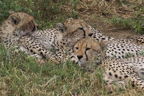 6 Days Luxury Wildlife Tanzania Safari