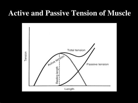 Ppt Biomechanics Of Skeletal Muscle Powerpoint Presentation Free