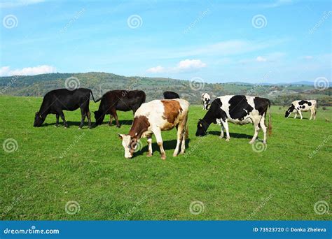 Cows Grazing On A Green Meadow Stock Photo Image Of Bull Country