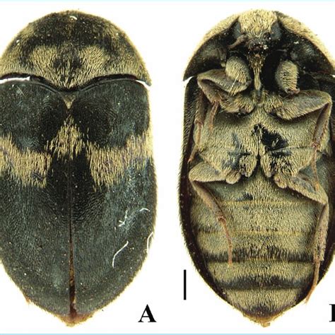 A B Adult Specimens Of Attagenus Fasciatus A Dorsal View And B