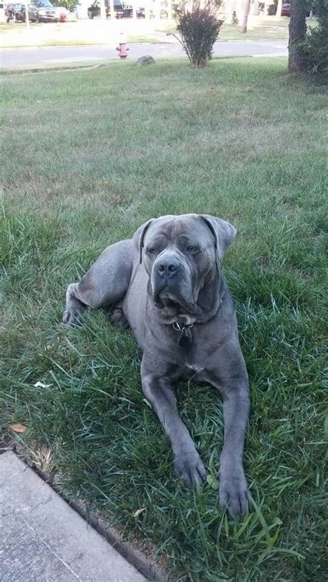 Blue Cane Corso Italiano