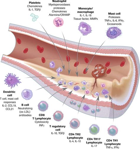 Neutrophils In Atherosclerosis Circulation Research