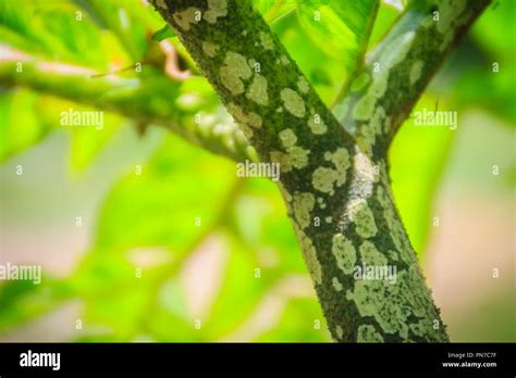 Green Konjac Tree Amorphophallus Konjac In The Forest Also Known As