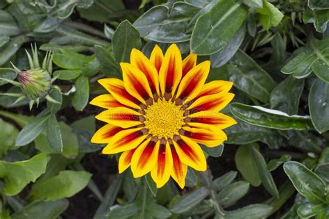 Gazania Blossom Close Up African Chamomile Gazania Asteraceae Bright