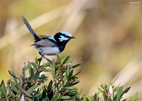 Superb Fairy Wren Warner Lakes Devon Bull Flickr