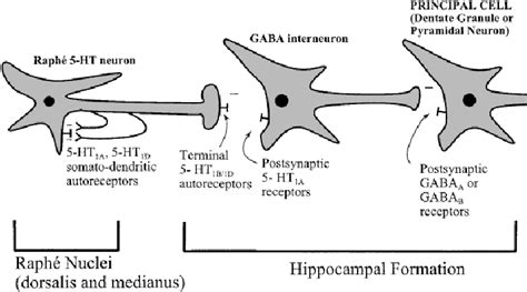 Schema Of Raph Hippocampal Serotonergic Neuron Indicating