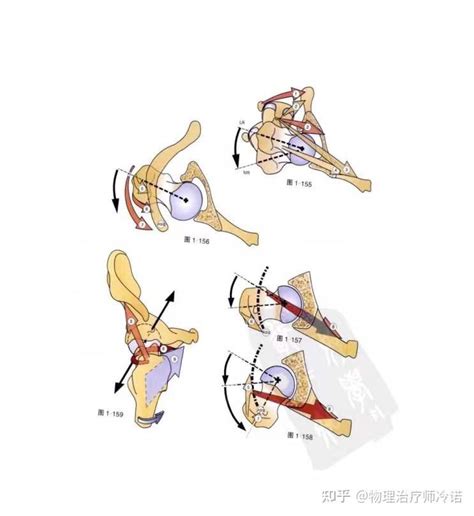 髋关节功能解剖 知乎