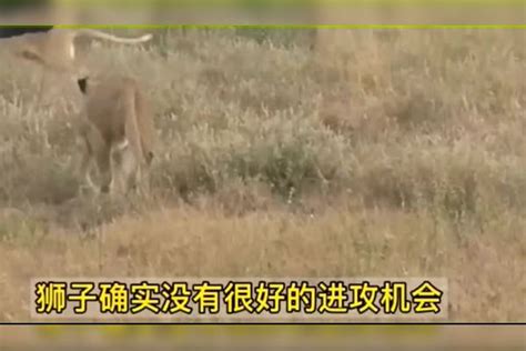 这头公牛太猛了，以一敌十公牛