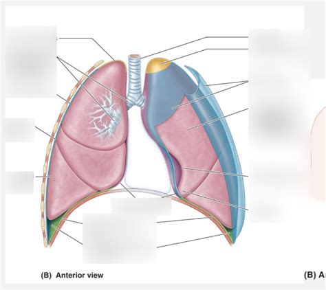 Parietal Pleura Diagram Quizlet