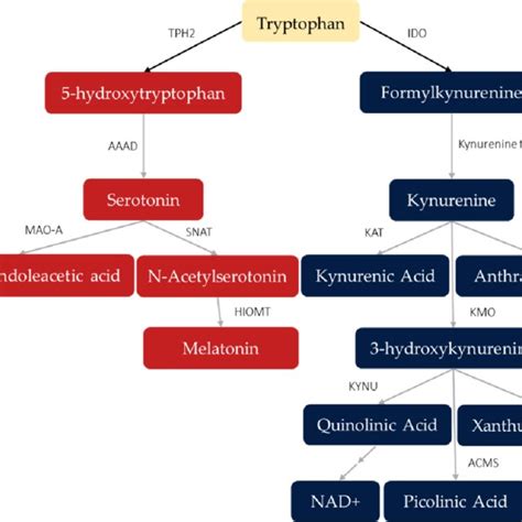 Products Of Tryptophan Metabolism Via Serotonin Red And Kynurenine Download Scientific