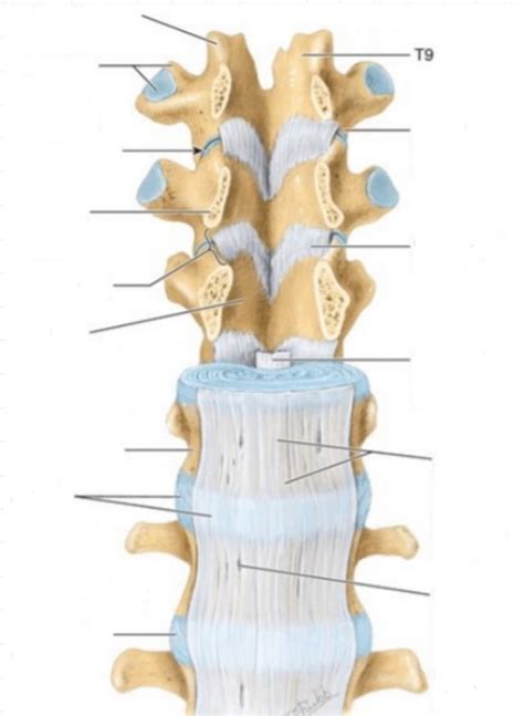 Vertebral Column Ligaments Diagram Diagram Quizlet