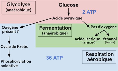 Mise Jour Imagen Formule Chimique De La Respiration Fr