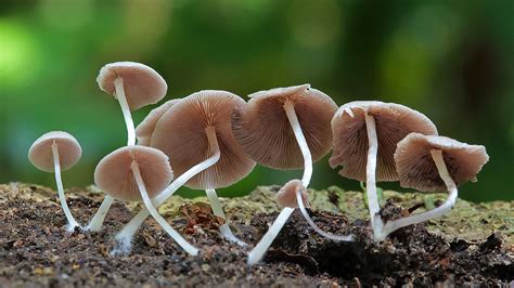 Wild Mushrooms Stuffed Mushrooms Fungi Singapore Flora Vegetables Mushrooms Stuff