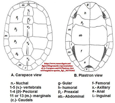 peace river types  turtle shell ids fossil id  fossil forum