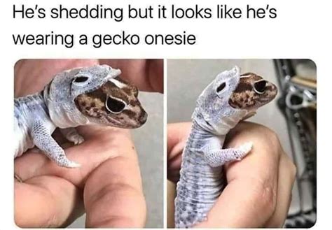 The 24 Funniest Lizard Memes All Reptile Lovers Will Appreciate