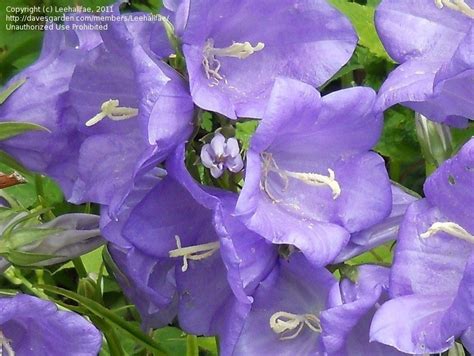 Plantfiles Pictures Campanula Species Harebell Peach Leaf Bellflower