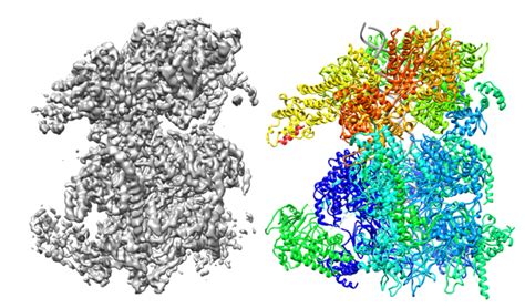 Cryo-EM grant success for the Speck Lab