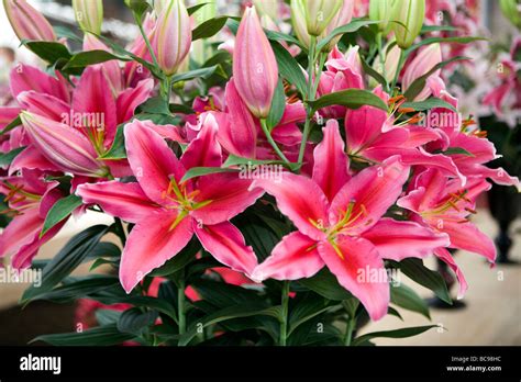 Colorful Lily Flowers Stock Photo Alamy